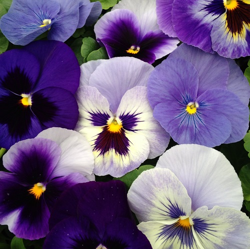 Pansy Seeds 'The Blues' Mixed